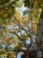 Click to see YP1010680.JPG