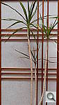 Click to see YP1000398.JPG