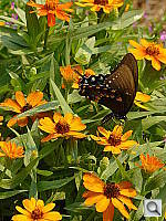 Click to see YP1010916.JPG