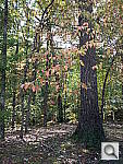 Click to see Y200.jpg