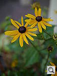 Click to see YP1020058.JPG
