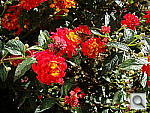 Click to see YDSC00716.JPG