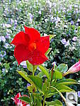 Click to see YDSC00717.JPG