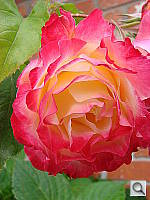 Click to see YDSC00895.JPG