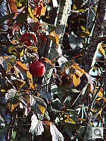 Click to see YDSC00919.JPG