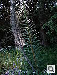 Click to see YDSC00954.JPG