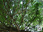Click to see YDSC00007.JPG