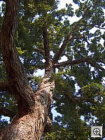 Click to see YHPIM0443.JPG