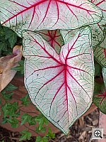 Click to see YHPIM0480.JPG