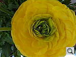 Click to see YDSC00469.JPG