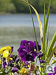 Click to see YDSC00516.JPG