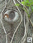 Click to see YDSC00641.JPG