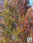 Click to see YHX9V_004.JPG