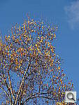 Click to see YHX9V_005.JPG
