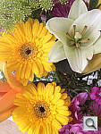 Click to see YIMG_0336.JPG