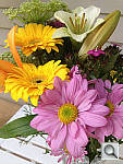 Click to see YIMG_0339.JPG