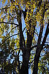 Click to see YIMGP0037.JPG