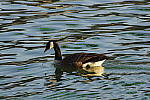 Click to see YIMGP4260.JPG