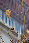 Click to see YIMGP4422.JPG