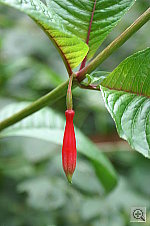 Click to see YPICT0118.JPG