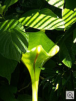 Click to see YPICT0206.JPG