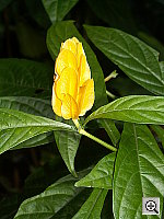 Click to see YPICT0227.JPG