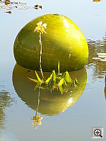 Click to see YPICT0242.JPG