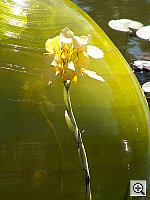 Click to see YPICT0250.JPG