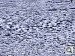 Click to see YDSCN0287_CYAN.JPG