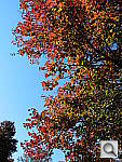 Click to see YDSCN0791.JPG