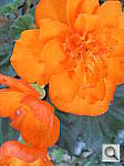 Click to see YSDC10048.JPG