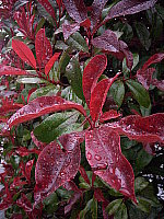 Click to see YSPA50146.JPG