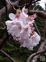 Click to see YSPA50155.JPG