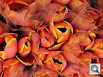 Click to see YP1000730.JPG