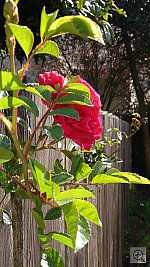 Click to see YP1030970.JPG