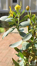 Click to see YP1030971.JPG