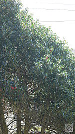 Click to see YP1030976.JPG