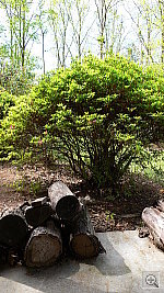 Click to see YP1040036.JPG