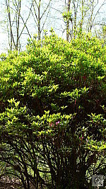 Click to see YP1040037.JPG