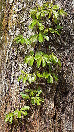 Click to see YP1040044.JPG