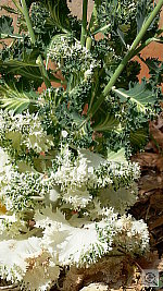 Click to see YP1040076.JPG