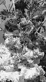 Click to see YP1040078.JPG