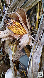 Click to see YP1020070.JPG