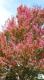 Click to see YP1020073.JPG