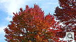 Click to see YP1020081.JPG