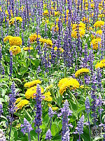 Click to see YP1000803.JPG