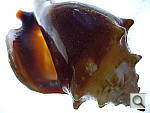 Click to see YLZ5_5.JPG