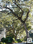 Click to see YP1000545.jpg