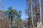 Click to see M9PINE_ACRu100r03.JPG