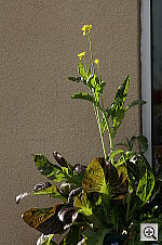 Click to see YPICT0481.JPG